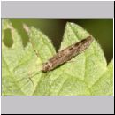 Trichoptera sp - Koecherfliege 04a.jpg